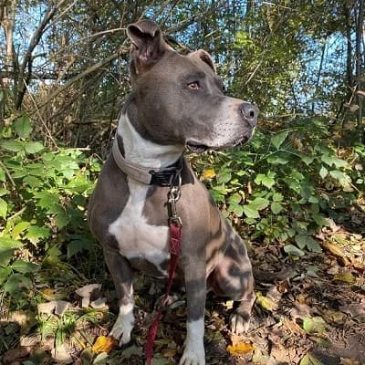 Mira, grey female American Staffordshire Terrier for adoption at Tierheim Dornbirn, Dornbirn — photo 8 of 10