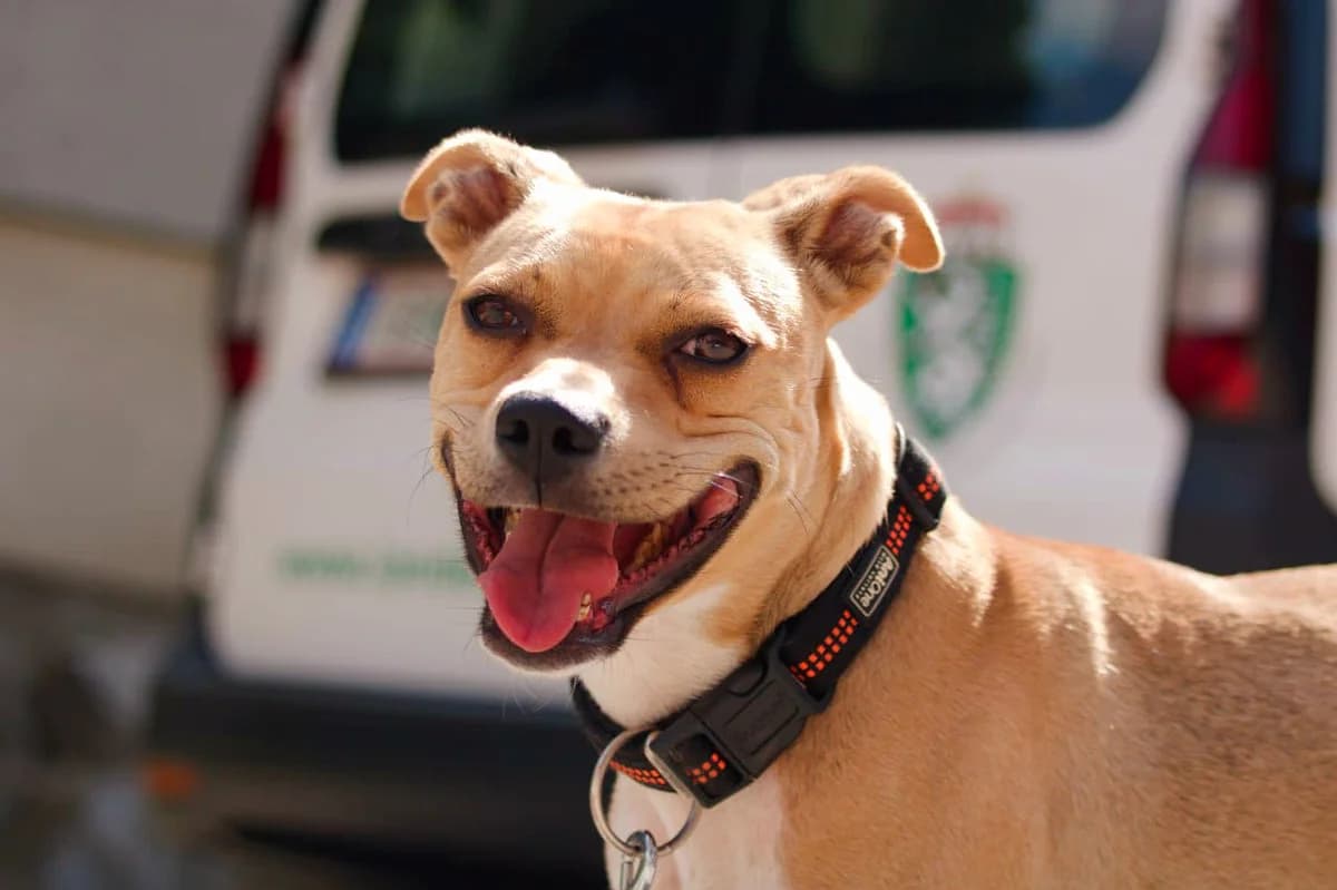 Naira, female 4yo Mixed Breed for adoption at Landestierschutzverein Steiermark, Graz