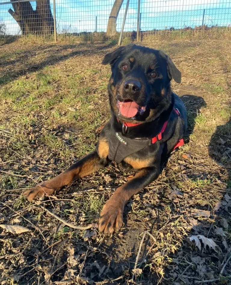 Nani, female Mixed Breed for adoption at Tierheim Arche Noah, Graz