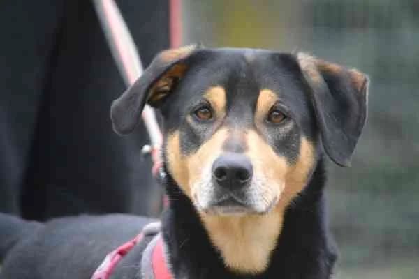 Nils, male 5yo Mixed Breed for adoption at Tierschutzverein St. Pölten, St. Pölten