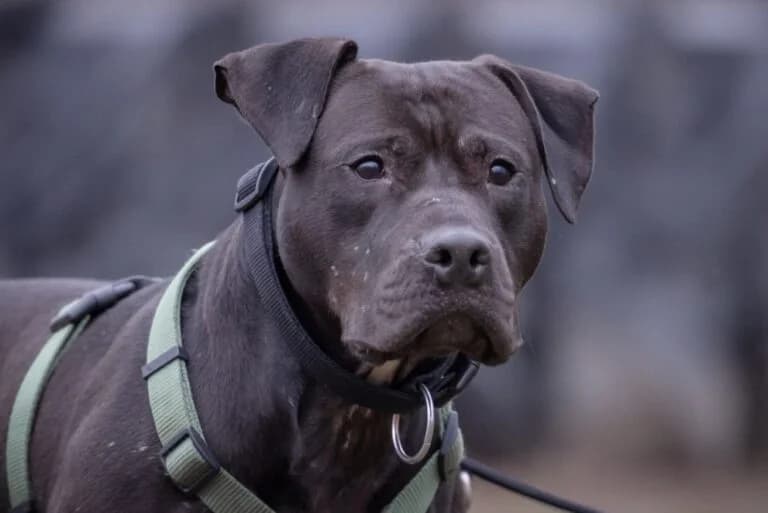 Nimbus, Mixed Breed (Wiener Tierschutzverein)