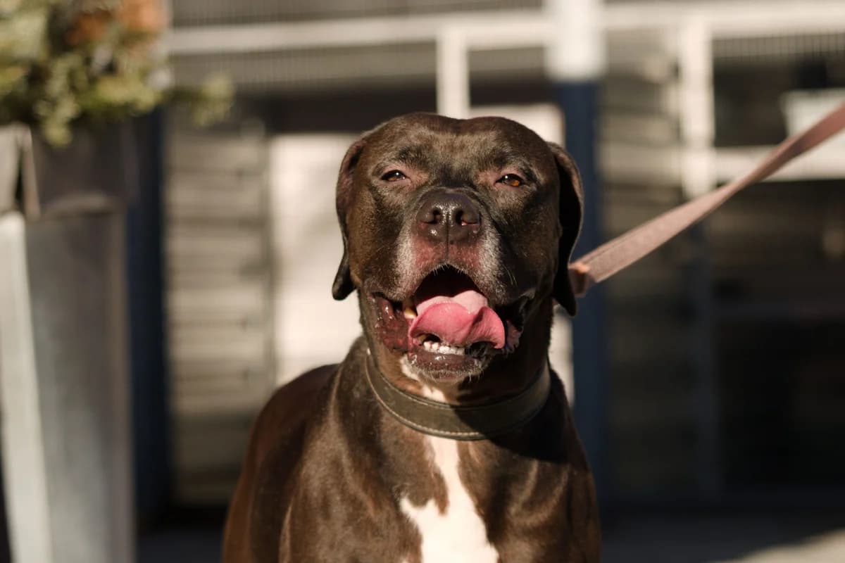 Pablo, male Cane Corso for adoption at Landestierschutzverein Steiermark, Graz