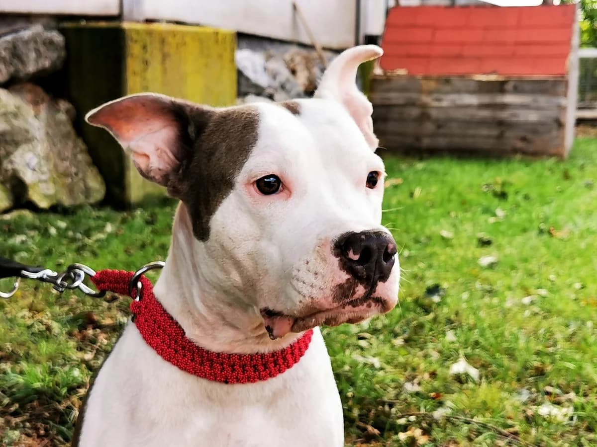 Phoebe, weiß female 7yo Staffordshire Bull Terrier for adoption at Landestierschutzverein Steiermark, Graz