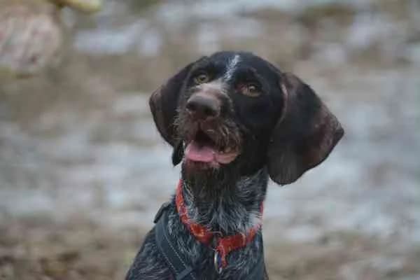 Rantanplan, male 7yo mixed breed for adoption at Tierschutzverein St. Pölten, St. Pölten