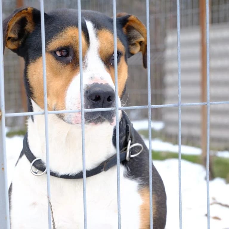 Remini, female 5yo Mixed Breed for adoption at Tierheim Arche Noah, Graz