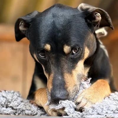 Rex, male Mixed Breed for adoption at Vorarlberger Tierschutzheim