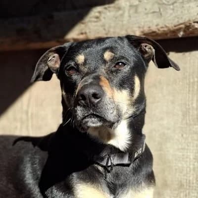 Rex, black and tan male Mixed Breed for adoption at Tierheim Dornbirn, Dornbirn — photo 2 of 12