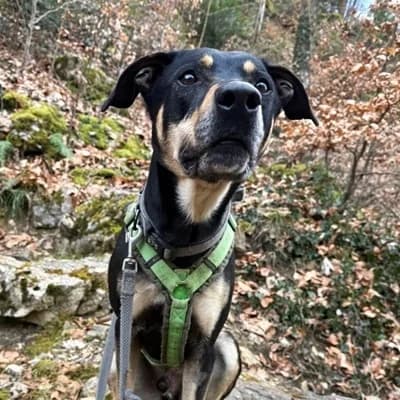 Rex, black and tan male Mixed Breed for adoption at Tierheim Dornbirn, Dornbirn — photo 6 of 12