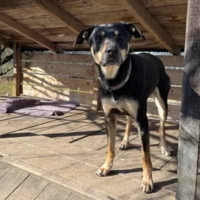 Rex, black and tan male Mixed Breed for adoption at Tierheim Dornbirn, Dornbirn — photo 7 of 12