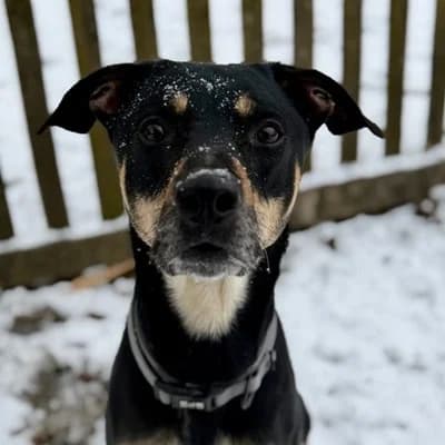 Rex, black and tan male Mixed Breed for adoption at Tierheim Dornbirn, Dornbirn — photo 8 of 12
