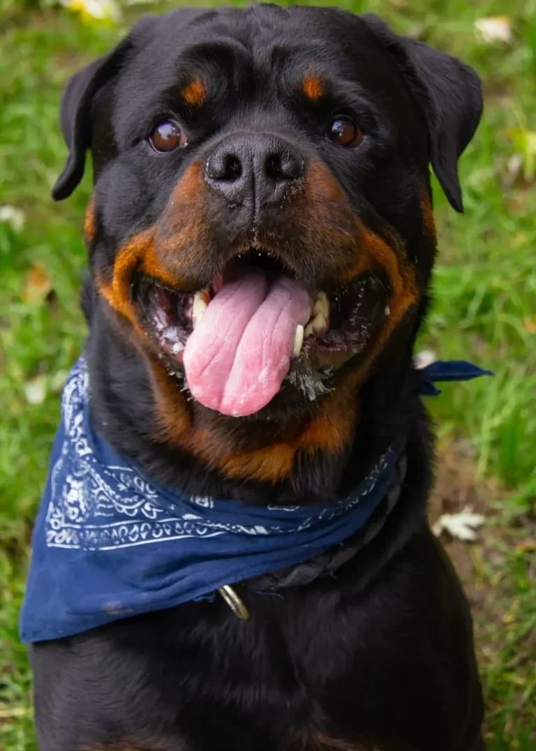 Rex Rotti, male Mixed Breed for adoption at Tierheim Arche Noah, Graz