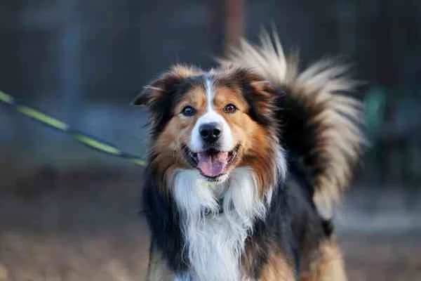 Rocco, male 5yo Mixed Breed for adoption at Tierschutzverein St. Pölten, St. Pölten