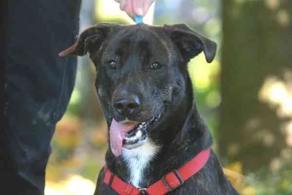 Romeo, Labrador Retriever (Tierschutzverein St. Pölten)