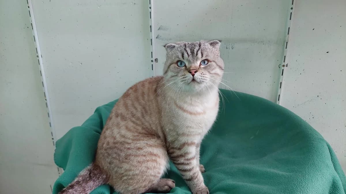 Scottish Fold Kater Mars photo 2