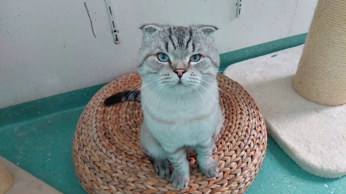 Scottish Fold Kater Mars photo 3
