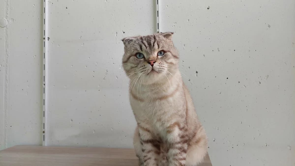Scottish Fold Kater Mars photo 4