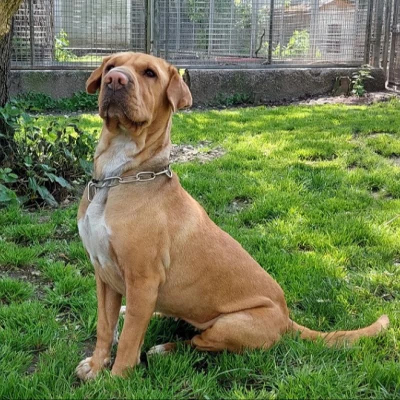 Shar Pei Mix Mia,  (Tierheim Salzburg)