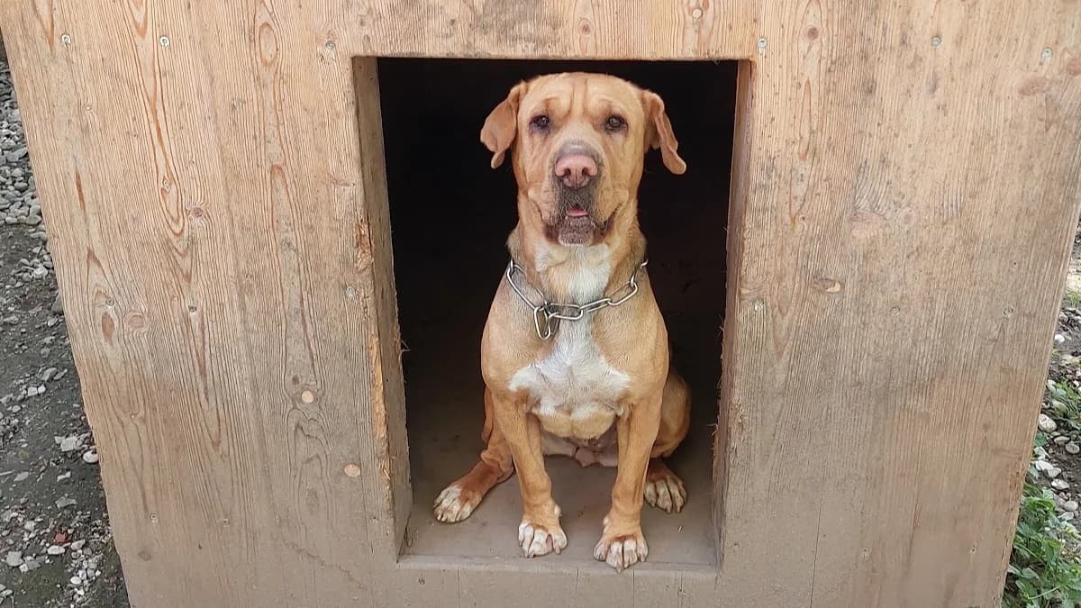 Shar Pei Mix Mia photo 4