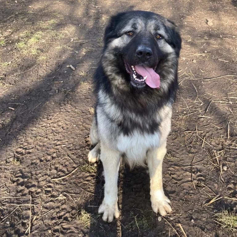 Simba,  Caucasian Shepherd Dog for adoption at NVO Happy Paws