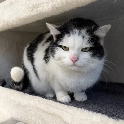 Simba + Nala, male mixed breed for adoption at Tierheim Dornbirn, Dornbirn