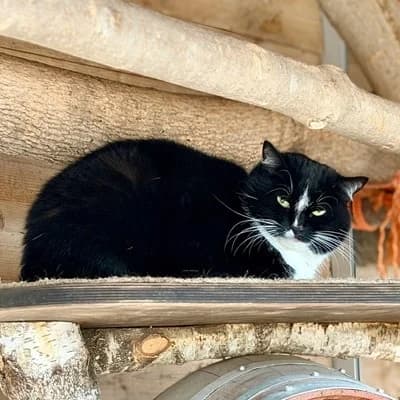 Simba + Nala, black and white male mixed breed for adoption at Tierheim Dornbirn, Dornbirn — photo 3 of 8