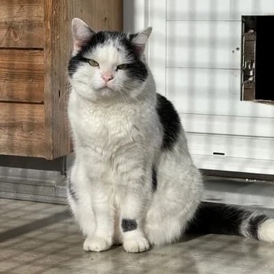 Simba + Nala, black and white male mixed breed for adoption at Tierheim Dornbirn, Dornbirn — photo 4 of 8