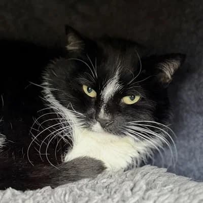 Simba + Nala, black and white male mixed breed for adoption at Tierheim Dornbirn, Dornbirn — photo 5 of 8