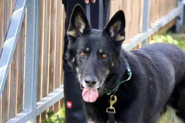 Slash, male 7yo German Shepherd for adoption at Tierschutzverein St. Pölten, St. Pölten