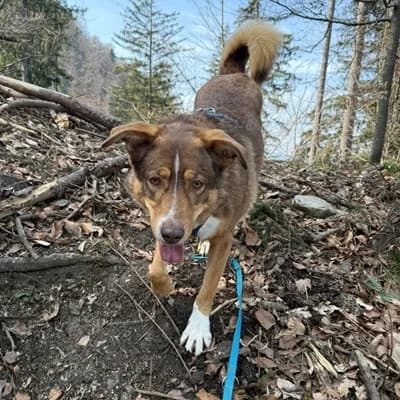 Slotty, male Mixed Breed for adoption at Vorarlberger Tierschutzheim
