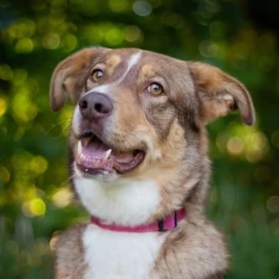 Slotty, brown male Mixed Breed for adoption at Tierheim Dornbirn, Dornbirn — photo 2 of 12