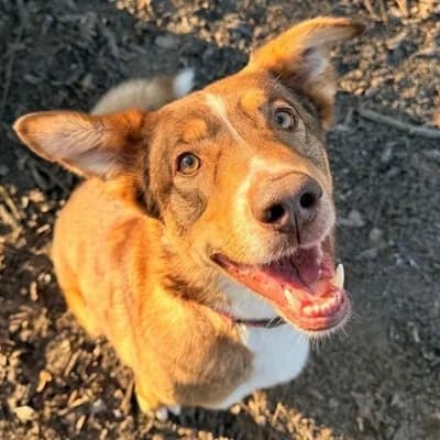 Slotty, brown male Mixed Breed for adoption at Tierheim Dornbirn, Dornbirn — photo 4 of 12
