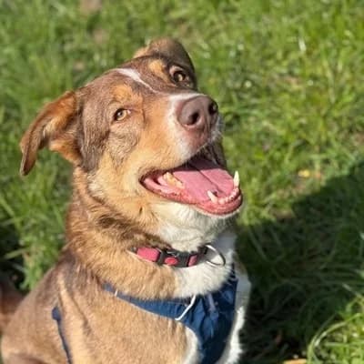 Slotty, brown male Mixed Breed for adoption at Tierheim Dornbirn, Dornbirn — photo 5 of 12