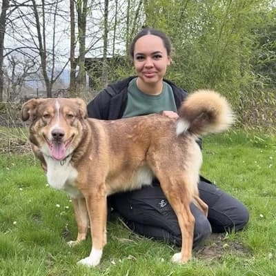 Slotty, brown male Mixed Breed for adoption at Tierheim Dornbirn, Dornbirn — photo 6 of 12
