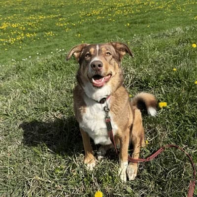 Slotty, brown male Mixed Breed for adoption at Tierheim Dornbirn, Dornbirn — photo 7 of 12