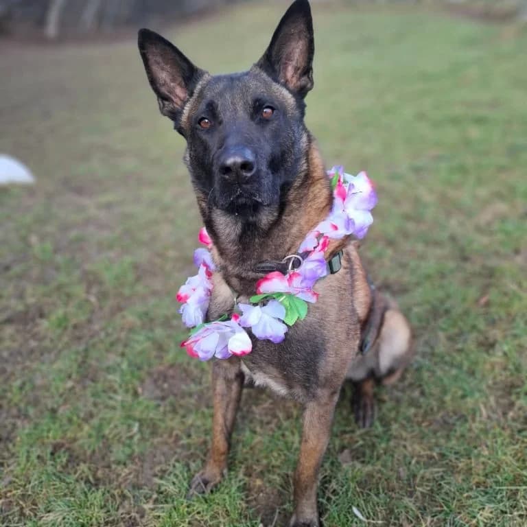 Spike, female 5yo Mixed Breed for adoption at Tierheim Arche Noah, Graz