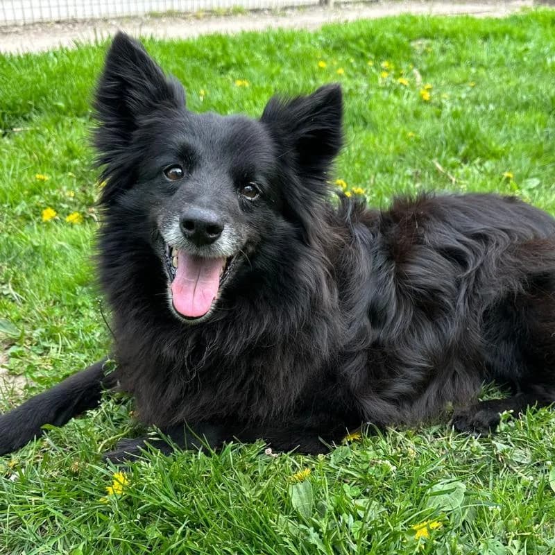 Spitzmix Charly, senior mixed breed for adoption at Tierheim Salzburg, Salzburg