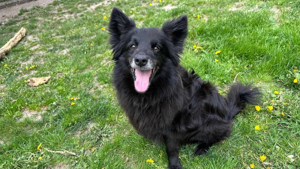 Spitzmix Charly photo 3