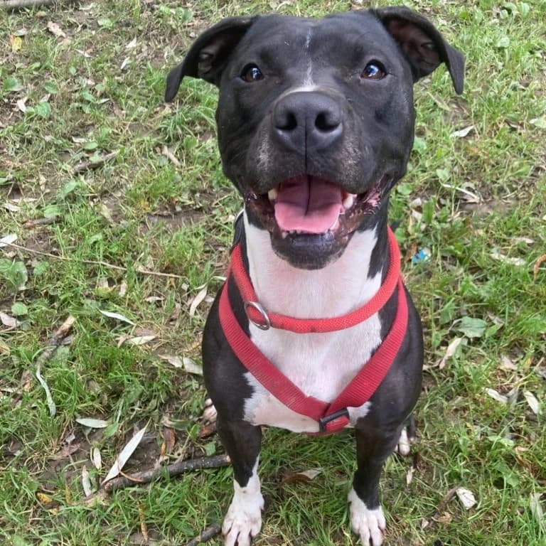 Stella,  5yo Mixed Breed for adoption at Tierheim Arche Noah, Graz