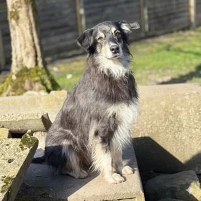 Strolchi, Mixed Breed (Vorarlberger Tierschutzheim)