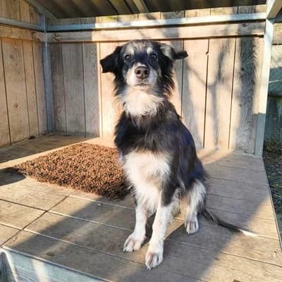 Strolchi, black male Mixed Breed for adoption at Tierheim Dornbirn, Dornbirn — photo 2 of 9