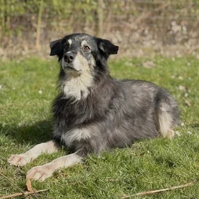 Strolchi, black male Mixed Breed for adoption at Tierheim Dornbirn, Dornbirn — photo 3 of 9