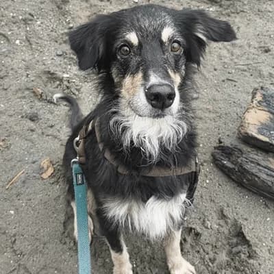 Strolchi, black male Mixed Breed for adoption at Tierheim Dornbirn, Dornbirn — photo 4 of 9
