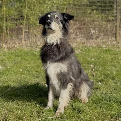Strolchi, black male Mixed Breed for adoption at Tierheim Dornbirn, Dornbirn — photo 5 of 9
