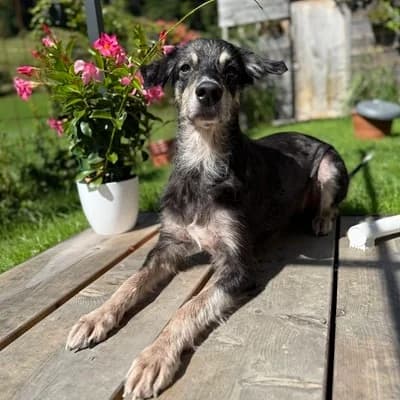 Strolchi, black male Mixed Breed for adoption at Tierheim Dornbirn, Dornbirn — photo 6 of 9