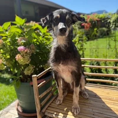 Strolchi, black male Mixed Breed for adoption at Tierheim Dornbirn, Dornbirn — photo 7 of 9