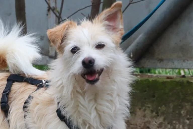 Struppi, Mixed Breed (Tierschutz Austria)