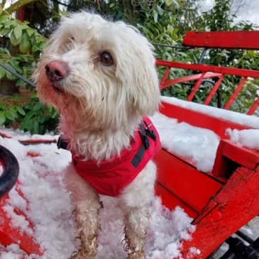 Tobby,  Maltese for adoption at Pfotenhilfe, Lochen