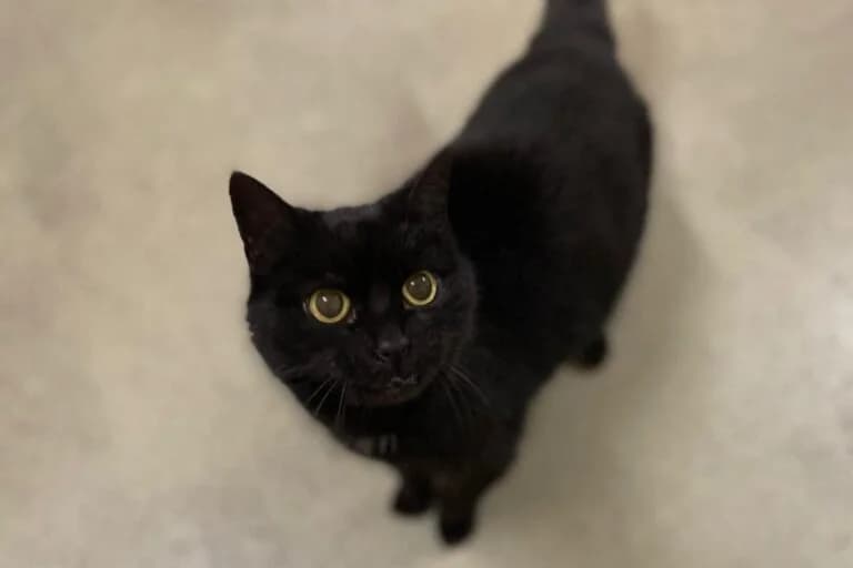 Ursula, Domestic Shorthair (Tierschutz Austria)