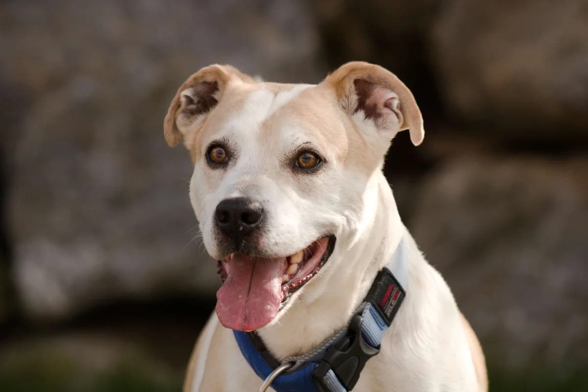 Whisky, white  Pit Bull Terrier for adoption at Landestierschutzverein Steiermark, Graz