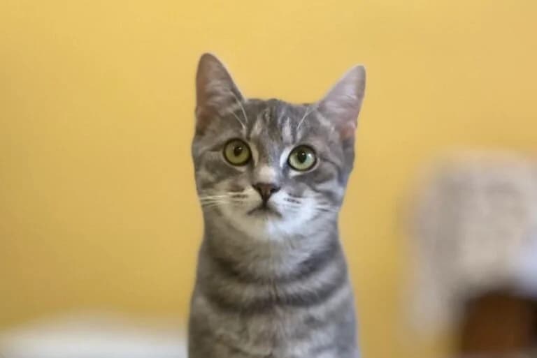 Wildi, Mixed Breed Cat (Tierschutz Austria)